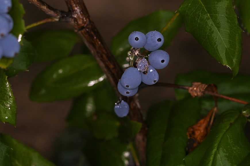 Close-up of blue berries on a branch with green leaves