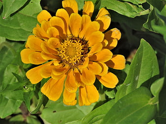 Close-up of vibrant yellow zinnia flower in garden