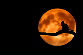 Black Cat Silhouette on Branch Against Giant Orange Moon