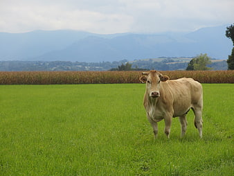 Brown cow standing in green pasture with mountains