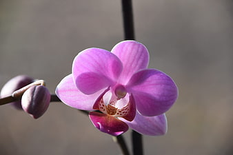 Close-up of a vibrant purple orchid flower with blurred background