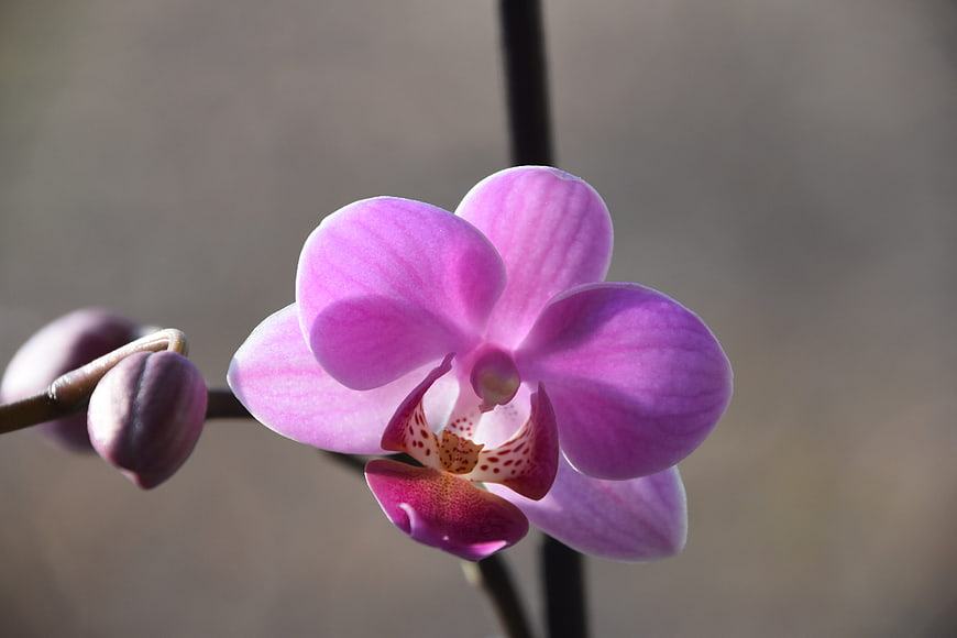 Close-up of a vibrant purple orchid flower with blurred background