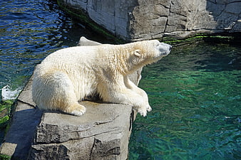 Polar Bear Resting on Rock by Clear Water