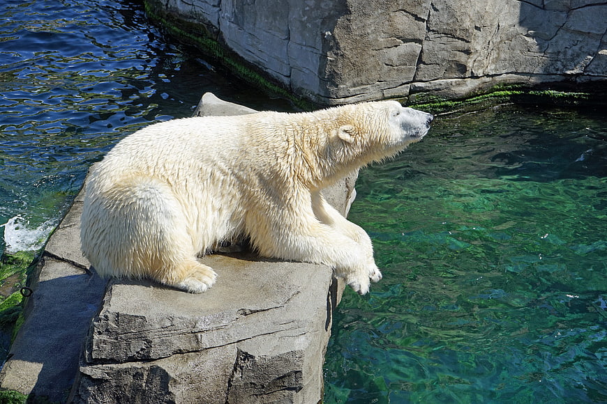 Polar Bear Resting on Rock by Clear Water