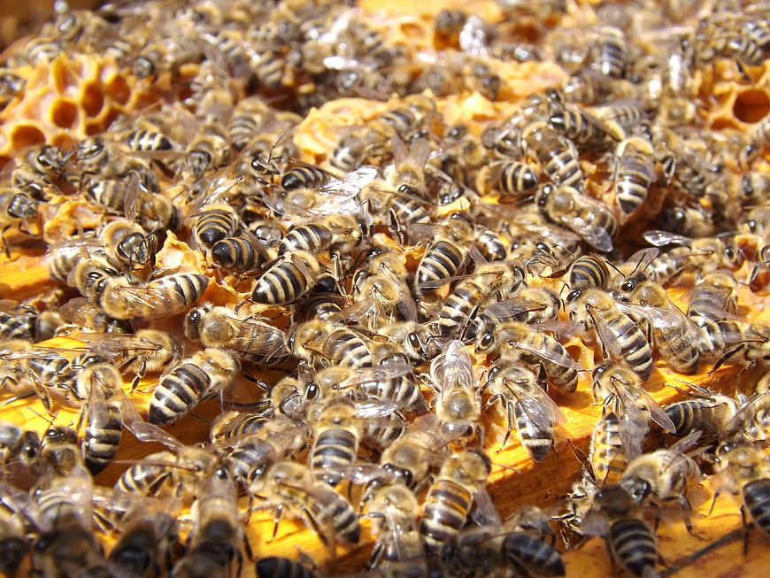 Close-up of honeybees swarming on golden honeycomb