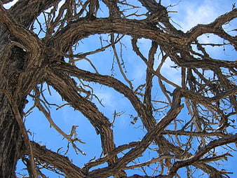 Low angle view of weathered tree branches against blue sky