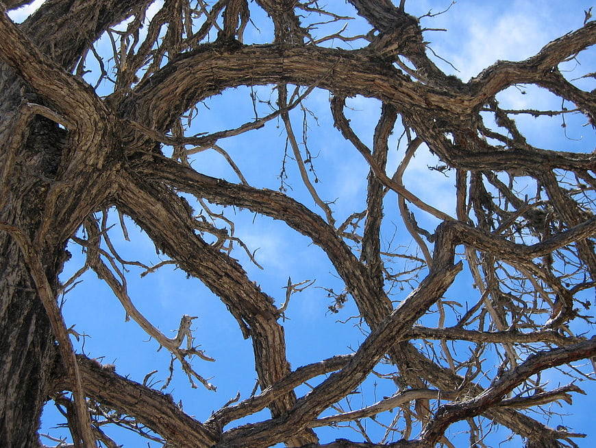 Low angle view of weathered tree branches against blue sky