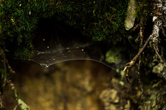 Macro shot of spider web in mossy forest crevice
