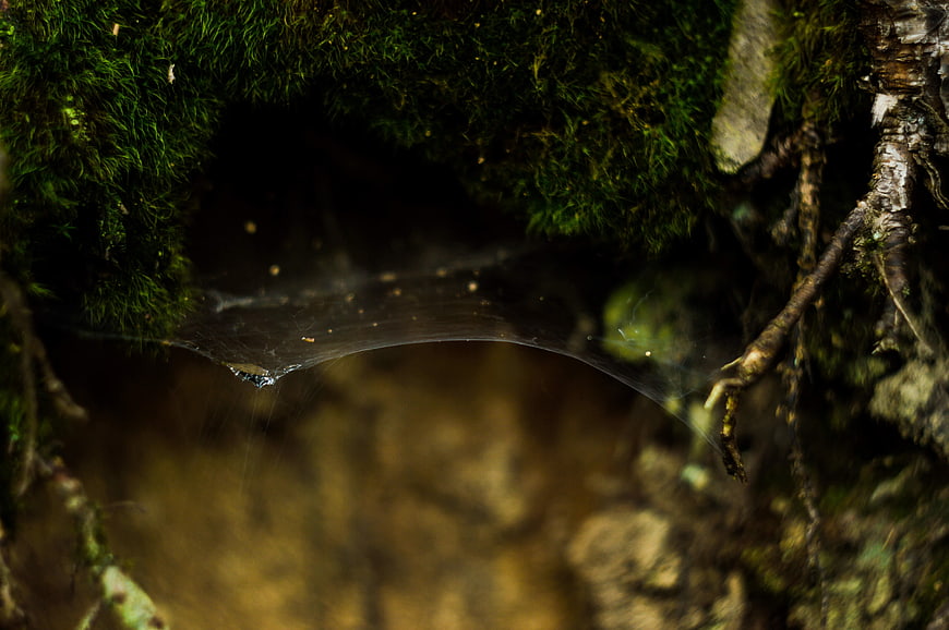 Macro shot of spider web in mossy forest crevice