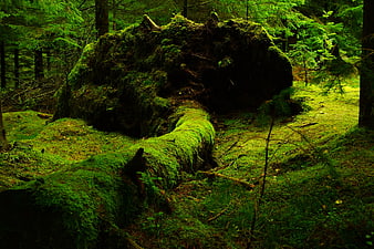 Moss-covered fallen tree in lush green forest