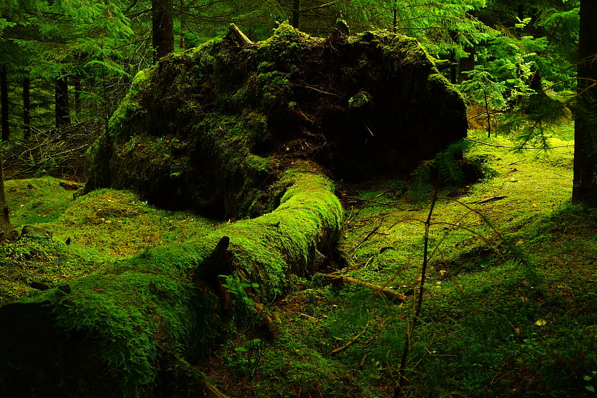 Moss-covered fallen tree in lush green forest