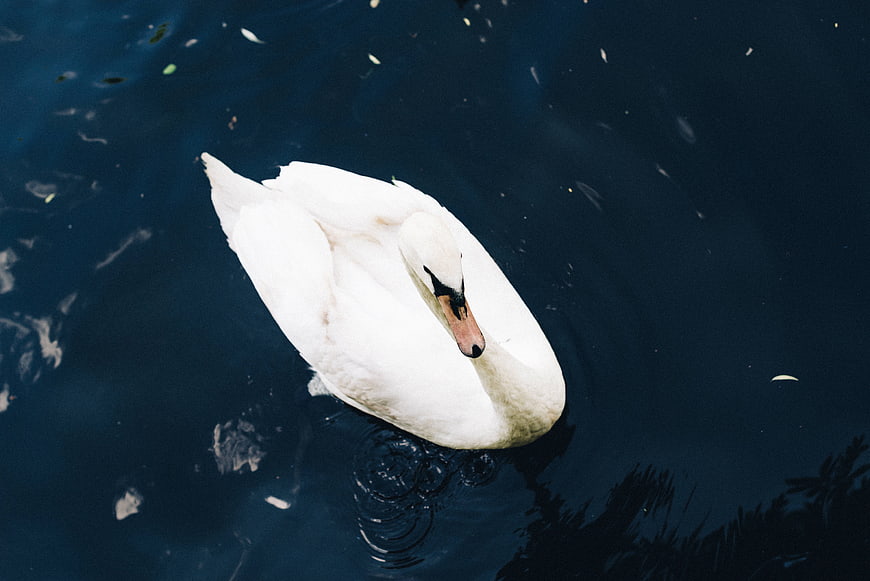 White Swan Swimming in Dark Blue Water