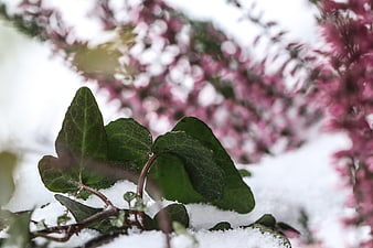 Green ivy leaves in snow with blurred pink flowers