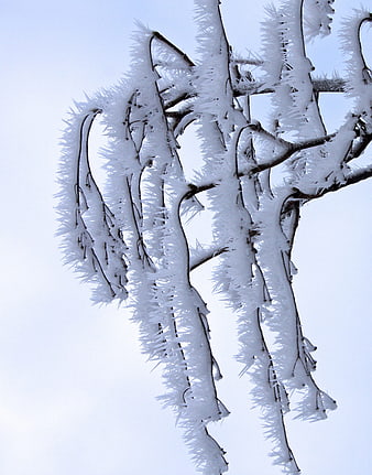 Frost-covered tree branches against a pale winter sky