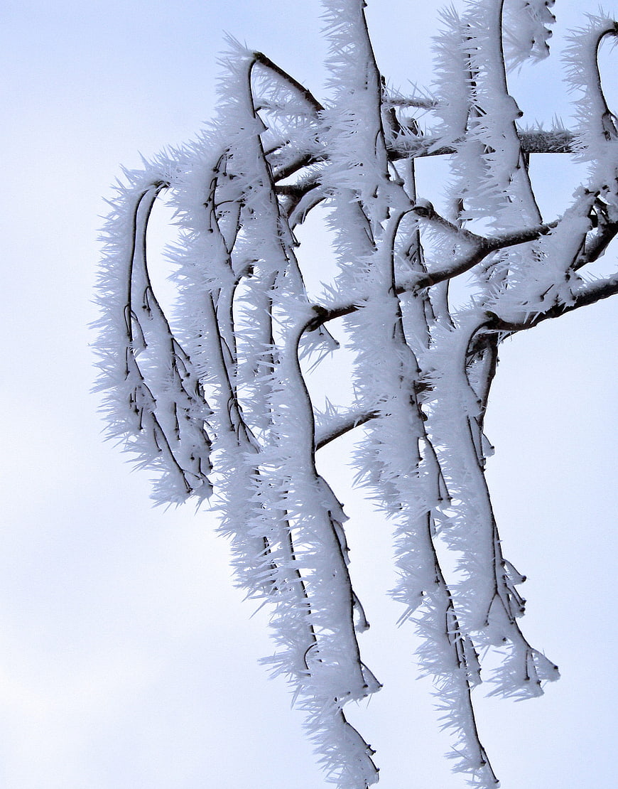 Frost-covered tree branches against a pale winter sky