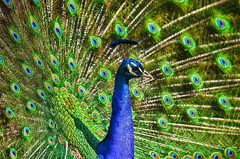 Vibrant Peacock Displaying Iridescent Blue and Green Feathers