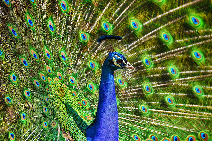 Vibrant Peacock Displaying Iridescent Blue and Green Feathers
