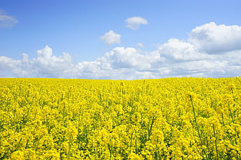 Vibrant Yellow Canola Field Under Blue Sky with Clouds