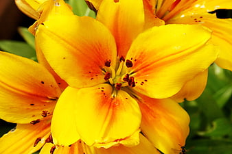 Close-up of vibrant yellow lily flower with orange details