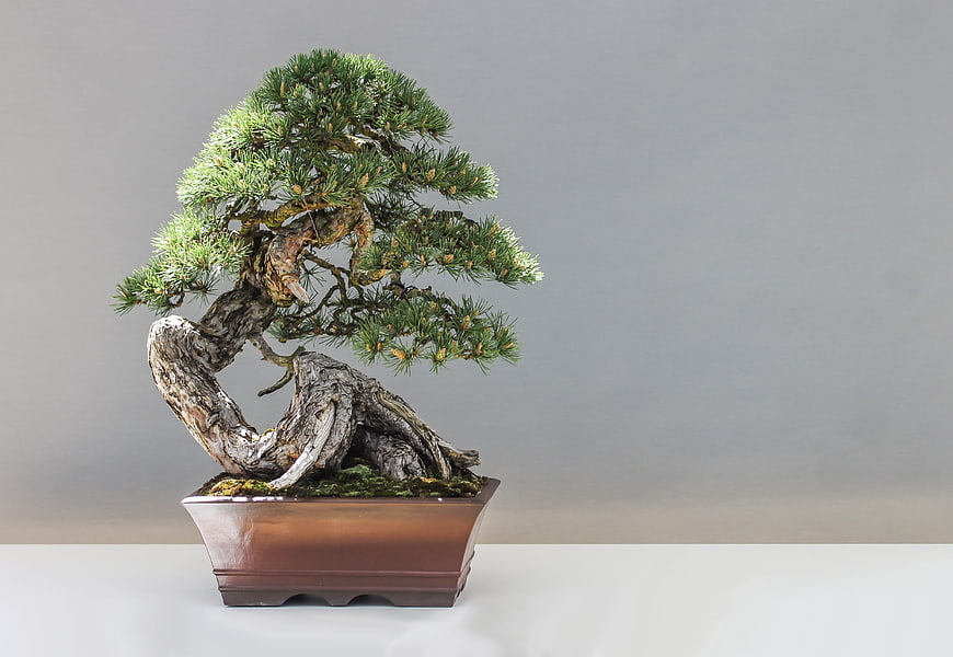 Artistic Japanese Pine Bonsai Tree in Brown Ceramic Pot