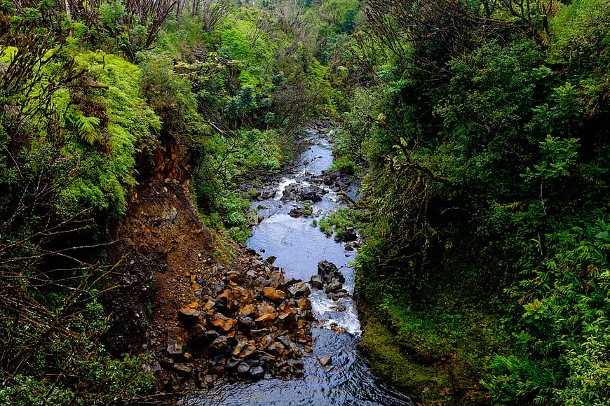 Lush green river flowing through dense forest with rocks