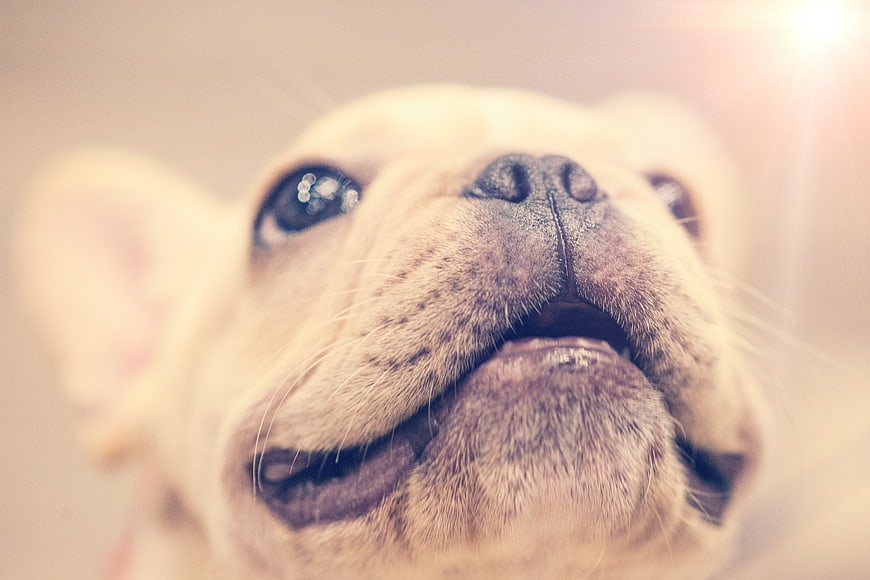 Close-up of a smiling French Bulldog puppy face