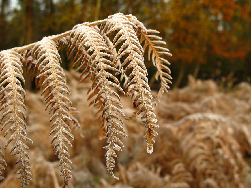 Frost-covered brown fern fronds in winter forest