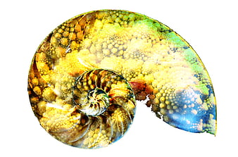 Abstract nautilus shell fractal with broccoli texture