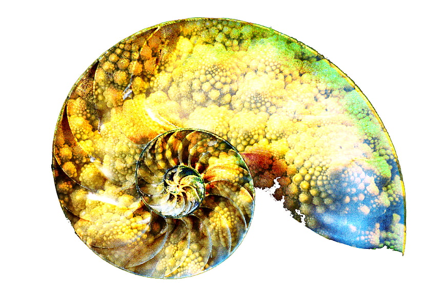 Abstract nautilus shell fractal with broccoli texture