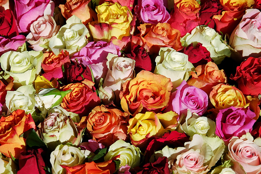 Vibrant Multicolor Rose Bouquet Close-Up
