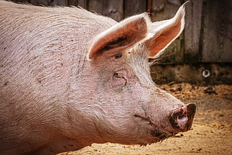Close-up profile of a pink domestic pig in a rustic barn