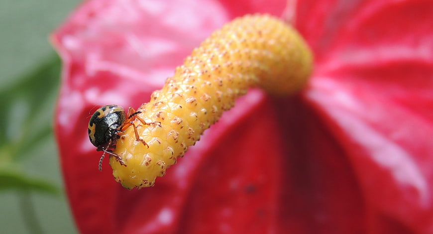 Macro shot of a beetle on a red anthurium flower