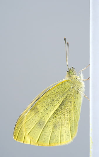 Close-up of a yellow butterfly on a white surface