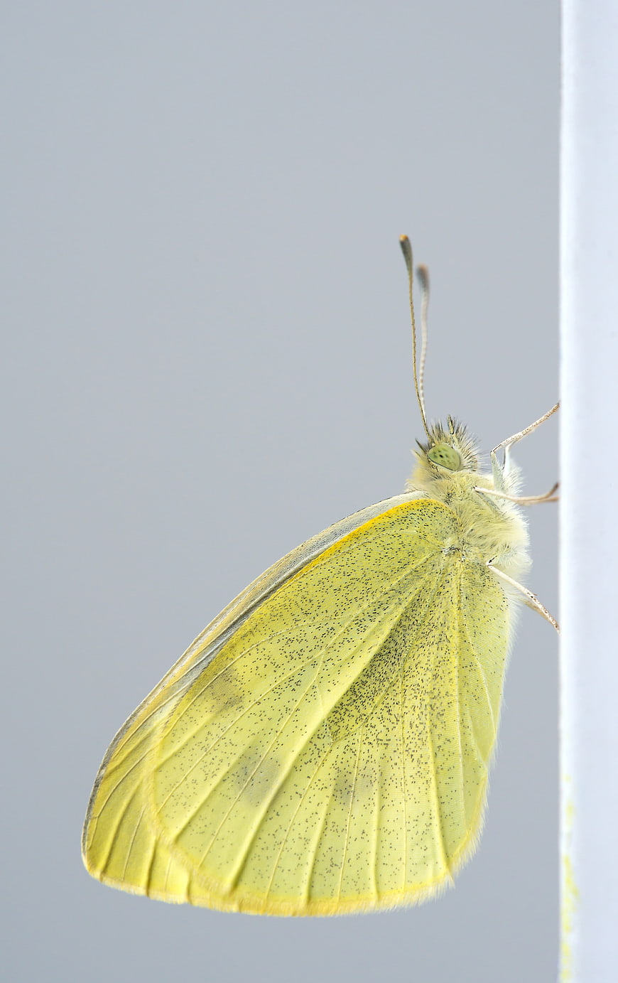 Close-up of a yellow butterfly on a white surface