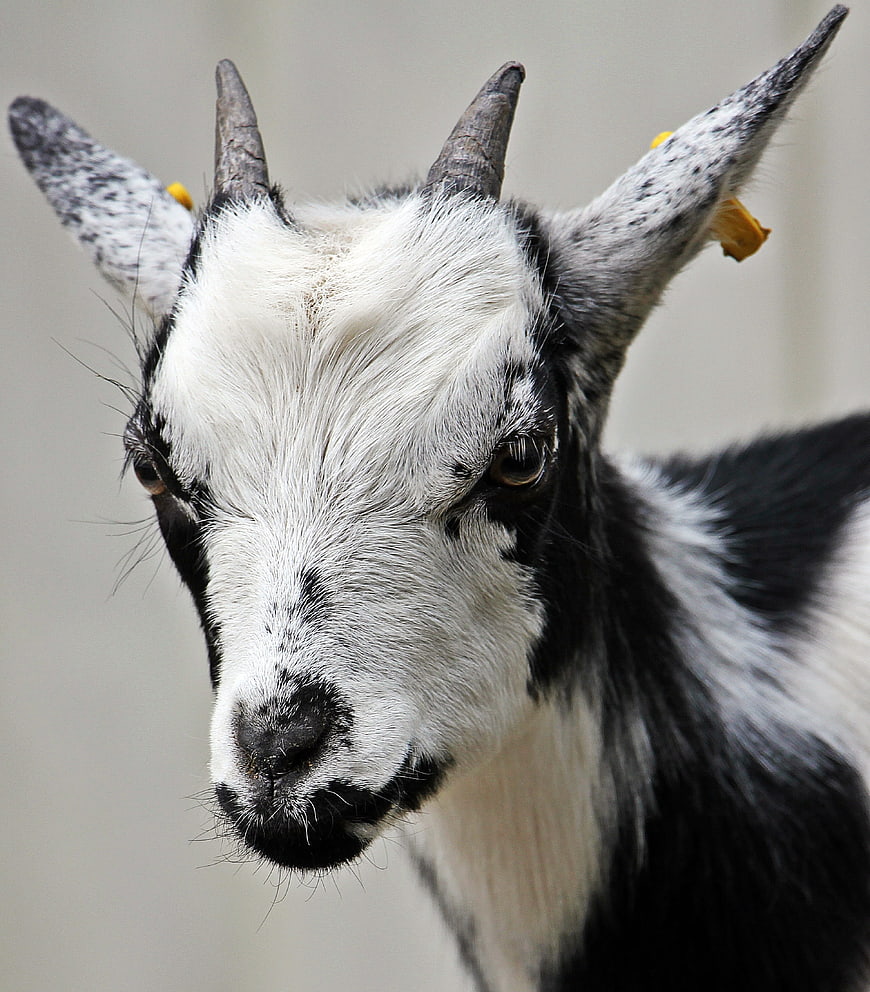 Close-up portrait of a black and white goat with horns