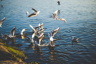 Flock of Seagulls Diving and Flying Over Blue Water