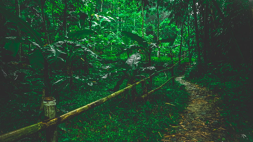 Lush Green Jungle Trail with Bamboo Fence
