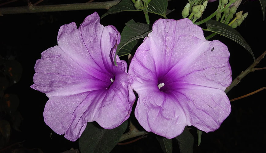 Two Purple Morning Glory Flowers on Black Background