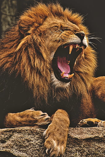 Close-up portrait of a male lion roaring with mouth wide open