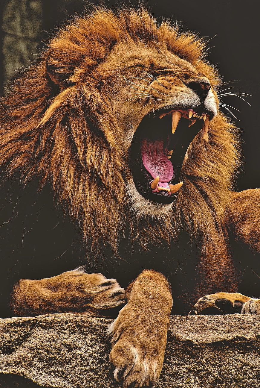 Close-up portrait of a male lion roaring with mouth wide open