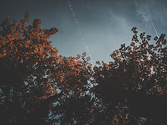 Autumn Tree Canopy Against Moody Blue Sky