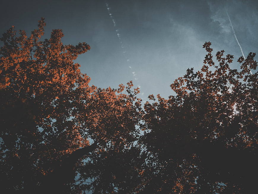 Autumn Tree Canopy Against Moody Blue Sky