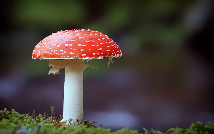 Red Fly Agaric Mushroom with White Spots on Moss