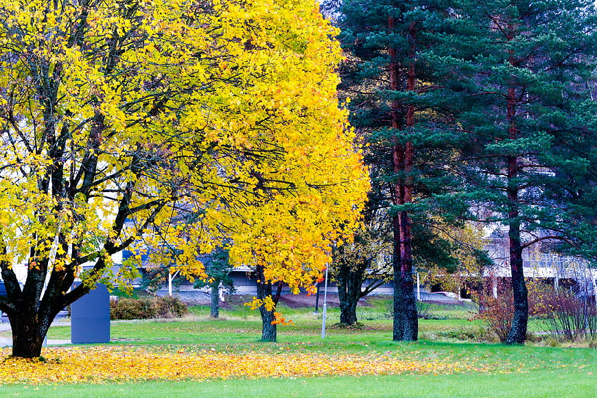 Vibrant yellow autumn tree with green pine trees in park