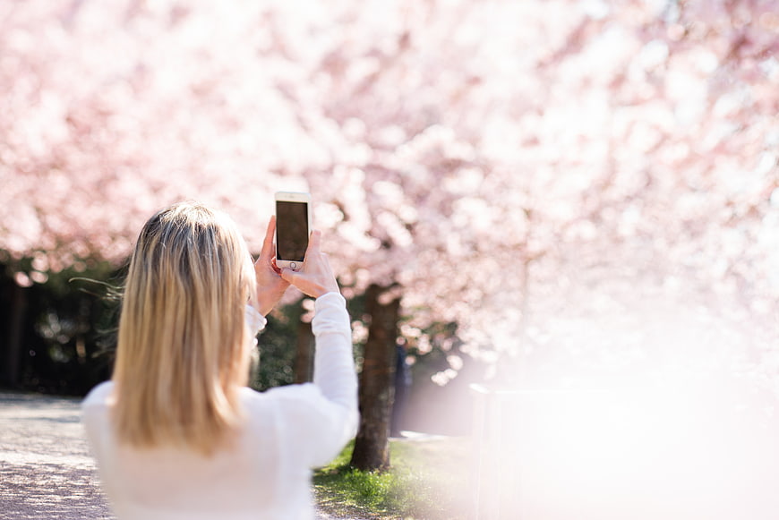 Woman taking photo of cherry blossoms with smartphone