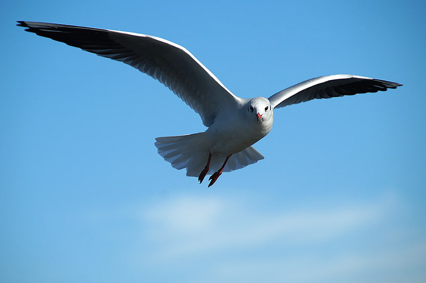 Ring-billed Gull Flying Against Clear Blue Sky