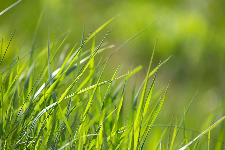 Close-up of vibrant green grass blades in sunlight