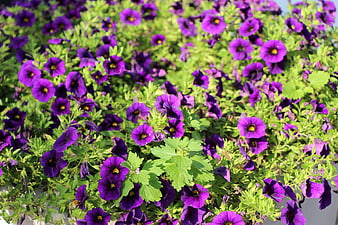 Vibrant purple petunias blooming in a lush green garden bed