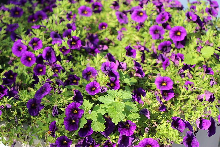 Vibrant purple petunias blooming in a lush green garden bed