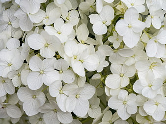 Close-up of white hydrangea flowers with delicate petals